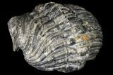 Bumpy, Enrolled Drotops Trilobite - About Around #128977-5